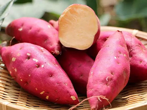 红薯粉条机厂家宏胜国际|Home