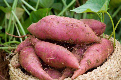 七月红薯防涝保收种植指南