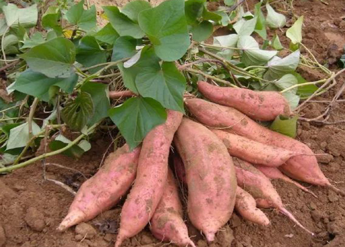 多吃番薯对宏胜国际|Home身段健全有哪些益处？