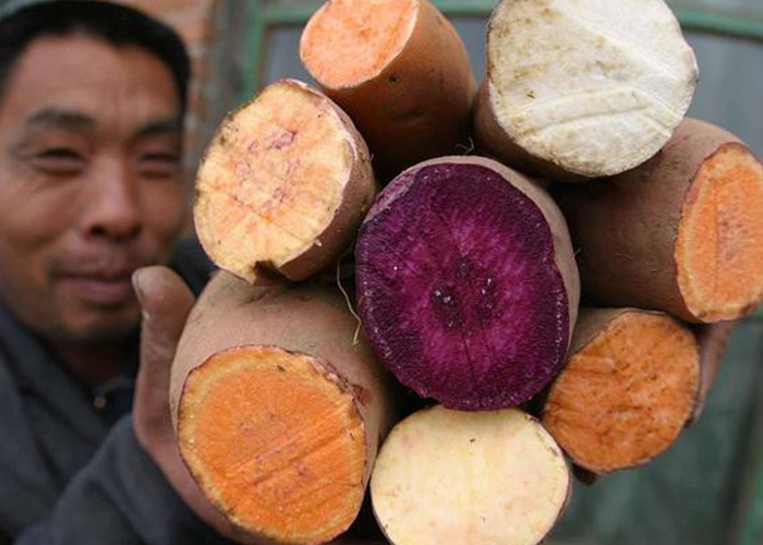 解锁红薯多元价值，宏胜国际|Home提供一站式薯类加工解决规划