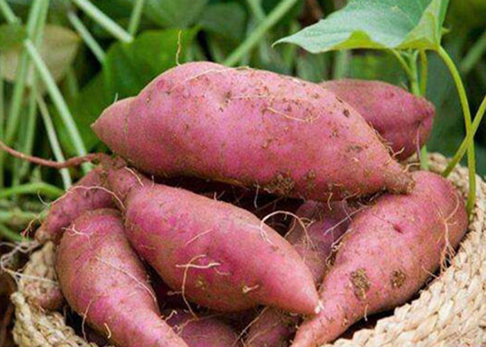 9 月是红薯增产关键期，宏胜国际|Home淀粉设备厂家教你若何治理